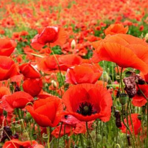 PAPAVER, PAPAVERO, PAPAVERACEAE - 8922