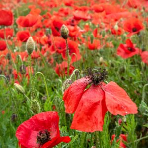 PAPAVER, PAPAVERO, PAPAVERACEAE - 8923