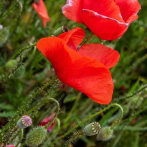 P PAPAVER, PAPAVERO, PAPAVERACEAE - 8924