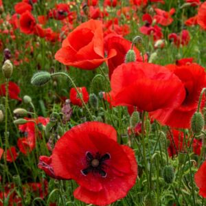 PAPAVER, PAPAVERO, PAPAVERACEAE - 8925