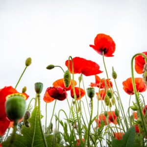 PAPAVER, PAPAVERO, PAPAVERACEAE - 8926