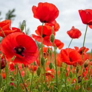 PAPAVER, PAPAVERO, PAPAVERACEAE - 8928