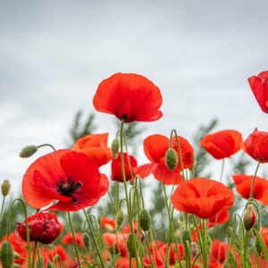 PAPAVER, PAPAVERO, PAPAVERACEAE - 8930