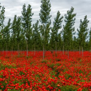 PAPAVER, PAPAVERO, PAPAVERACEAE - 8931