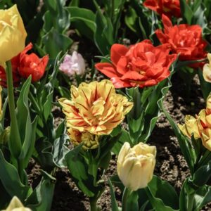 TULIPANI PRECOCI DOPPI - TULIPA - LILIACEAE - 6452