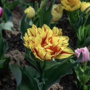 TULIPANI PRECOCI DOPPI - TULIPA - LILIACEAE-6454