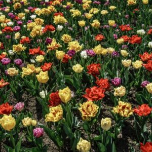 TULIPANI PRECOCI DOPPI - TULIPA - LILIACEAE-6453