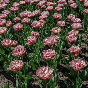 TULIPANO BEACHBERRY - TULIPA - LILIACEAE-6466
