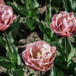 TULIPANO BEACHBERRY - TULIPA - LILIACEAE-6467