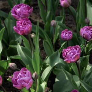 TULIPANO BLUE DIAMOND - TULIPA - LILIACEAE-6488