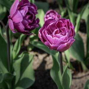TULIPANO BLUE DIAMOND - TULIPA - LILIACEAE-6489