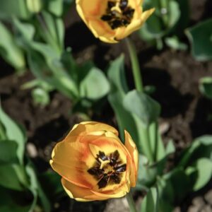 TULIPANO BLUSHING APELDOORN - TULIPA - LILIACEAE-6478