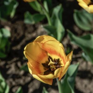 TULIPANO BLUSHING APELDOORN - TULIPA - LILIACEAE-6479