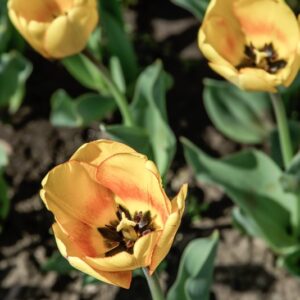 TULIPANO BLUSHING APELDOORN - TULIPA - LILIACEAE-6480