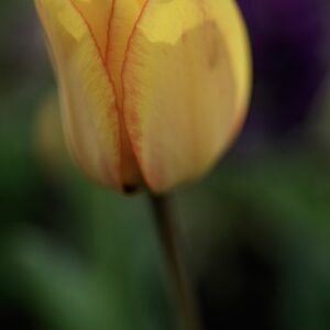 TULIPANO CAPE TOWN - TULIPA - LILIACEAE-6852