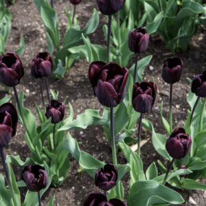 TULIPANO CONTINENTAL - TULIPA - LILIACEAE, BOTANICA-6695