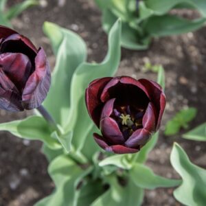 TULIPANO CONTINENTAL - TULIPA - LILIACEAE, BOTANICA-6696