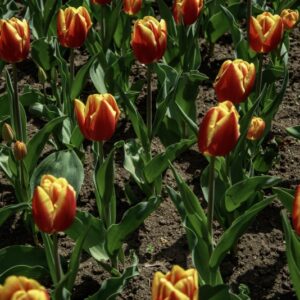 TULIPANO DOW JONES - TULIPA - LILIACEAE-6485