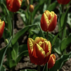 TULIPANO DOW JONES - TULIPA - LILIACEAE-6486