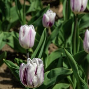 TULIPANO FLAMING FLAG - TULIPA - LILIACEAE-6496