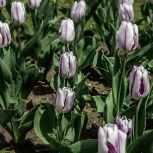 TULIPANO FLAMING FLAG - TULIPA - LILIACEAE-6498