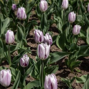 TULIPANO FLAMING FLAG - TULIPA - LILIACEAE-6497