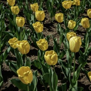 TULIPANO GOLDEN APELDOORN - TULIPA - LILIACEAE-6448