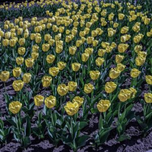 TULIPANO GOLDEN APELDOORN - TULIPA - LILIACEAE-6449