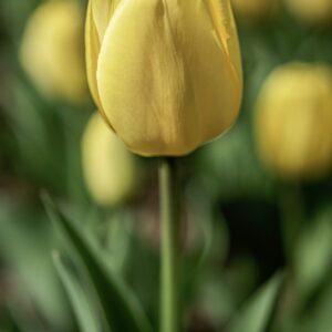 TULIPANO GOLDEN APELDOORN - TULIPA - LILIACEAE-6827