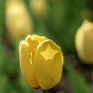 TULIPANO GOLDEN APELDOORN - TULIPA - LILIACEAE-6826