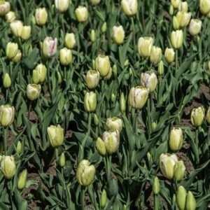 TULIPANO GRACELAND - TULIPA - LILIACEAE-6472