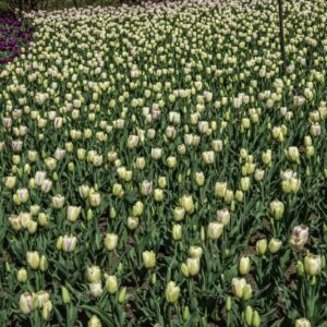 TULIPANO GRACELAND - TULIPA - LILIACEAE-6472
