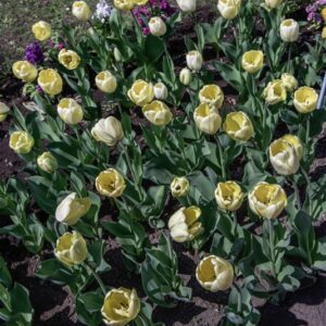 TULIPANO GRACELAND - TULIPA - LILIACEAE-6475