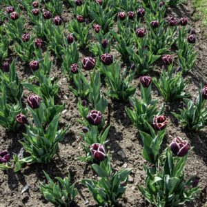 TULIPANO JACKPOT - TULIPA - LILIACEAE-6459