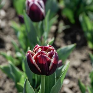 TULIPANO JACKPOT - TULIPA - LILIACEAE-6460