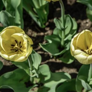 TULIPANO GRACELAND - TULIPA - LILIACEAE-6476