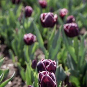 TULIPANO JACKPOT - TULIPA - LILIACEAE-6461