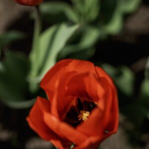 TULIPANO LALIBEILA - TULIPA - LILIACEAE-6828