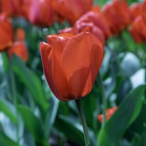 TULIPANO LALIBEILA - TULIPA - LILIACEAE-6608