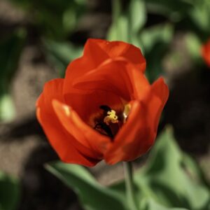 TULIPANO LALIBEILA - TULIPA - LILIACEAE-6829
