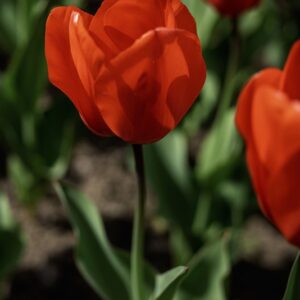 TULIPANO LALIBEILA - TULIPA - LILIACEAE-6830