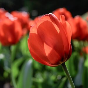 TULIPANO LALIBEILA, TULIPA, LILIACEAE-6878