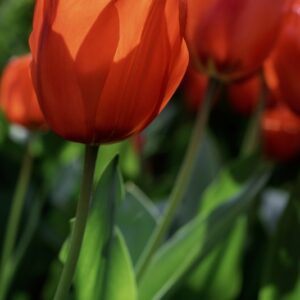 TULIPANO LALIBEILA, TULIPA, LILIACEAE-6879