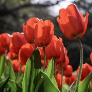 TULIPANO LALIBEILA, TULIPA, LILIACEAE-6880