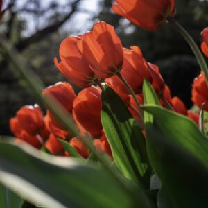 TULIPANO LALIBEILA, TULIPA, LILIACEAE-6881