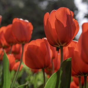 TULIPANO LALIBEILA, TULIPA, LILIACEAE-6882