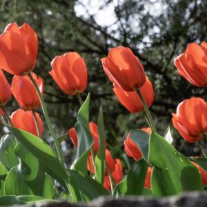 TULIPANO LALIBEILA, TULIPA, LILIACEAE-6886