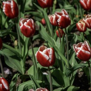TULIPANO LEEN VAN DER MARK - TULIPA - LILIACEAE-6505