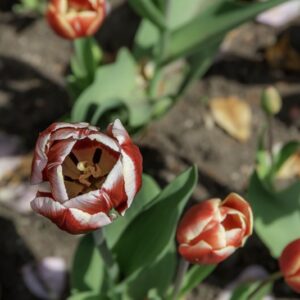 TULIPANO LEEN VAN DER MARK - TULIPA - LILIACEAE-6507