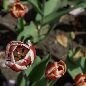 TULIPANO LEEN VAN DER MARK - TULIPA - LILIACEAE-6506